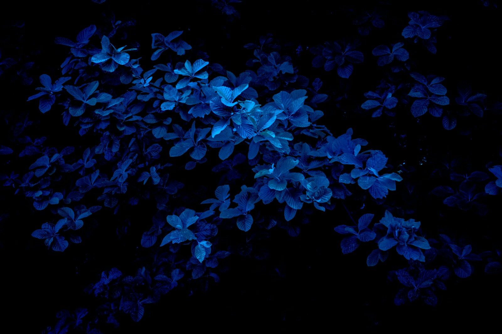 dark blue-tinted leaves on black